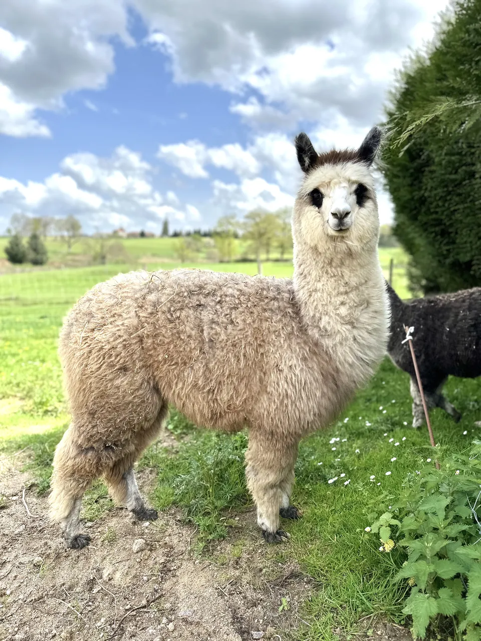Un alpaga beige pose dans la prairie