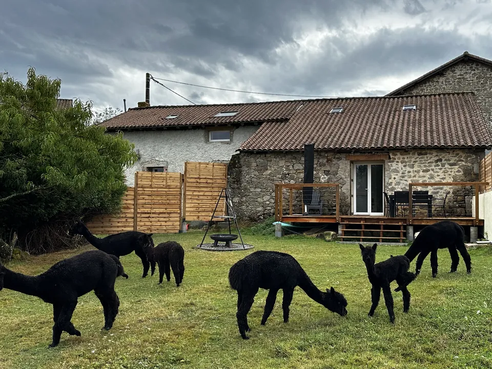 Le troupeau dans le jardin des gîtes
