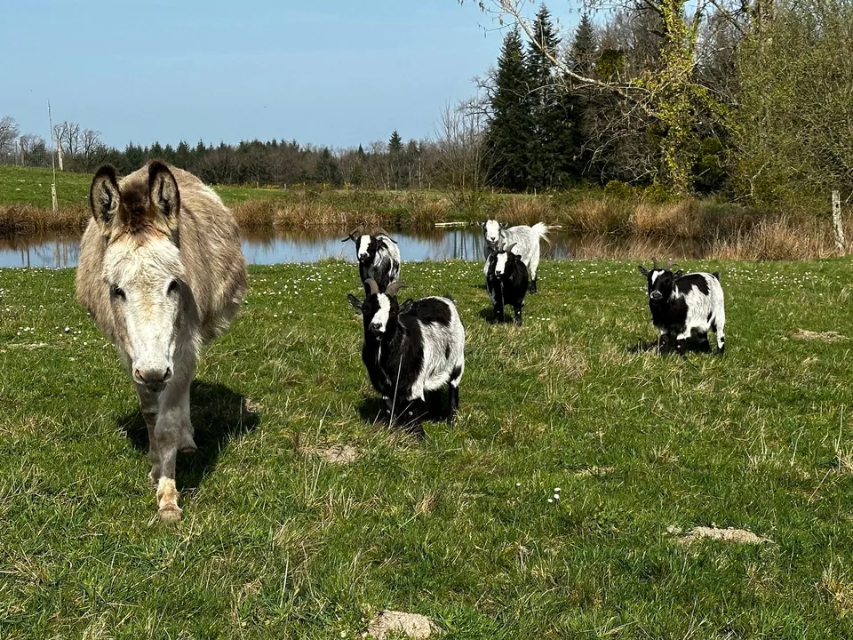 Un âne et les chèvres dans le pré, près de l'étang