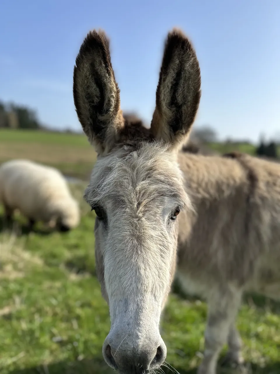 Les ânes de la ferme