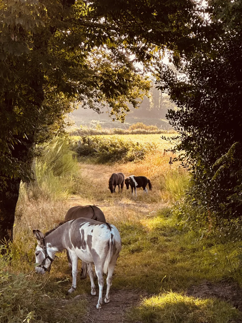 Les ânes sur le chemin sous les arbres