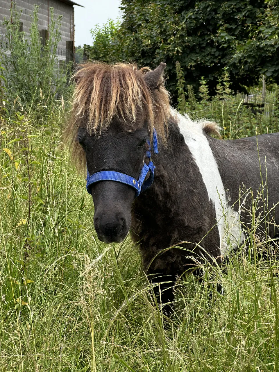 Un des chevaux miniatures de la ferme