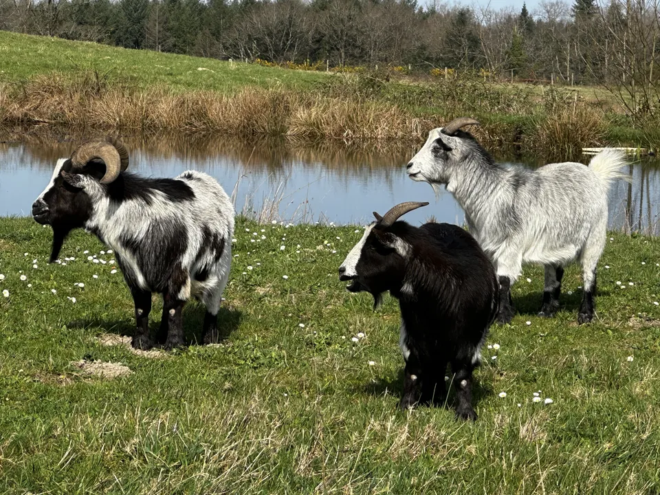 Les chèvres de la ferme