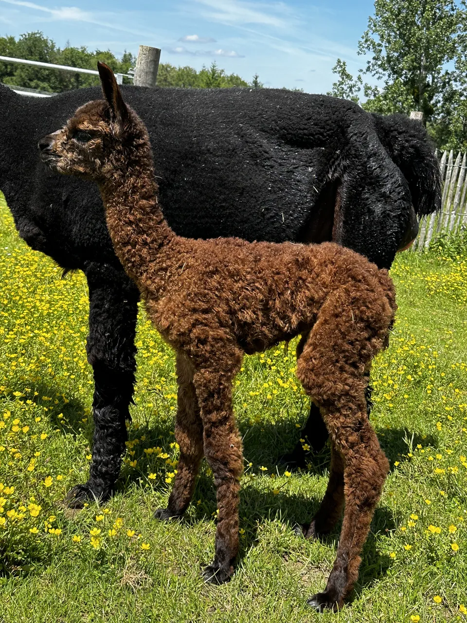 Ein braunes Cria neben seiner Mutter