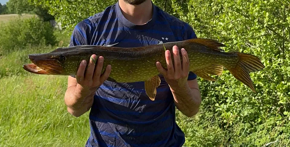 Un brochet pêché dans les étangs du domaine