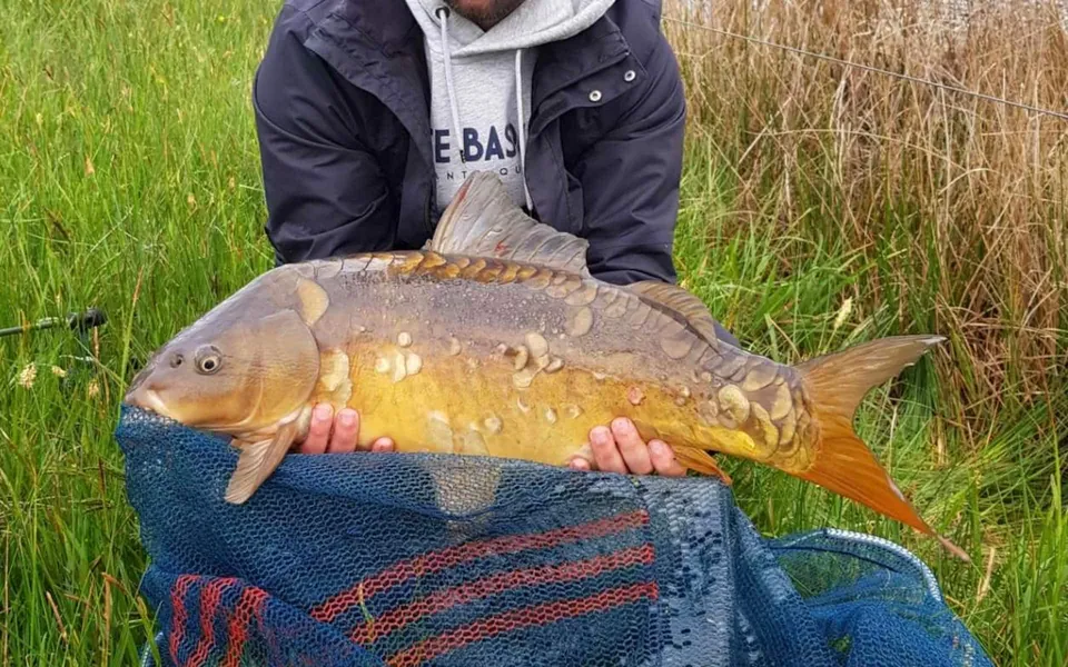 Une carpe miroir pêchée dans les étangs du domaine