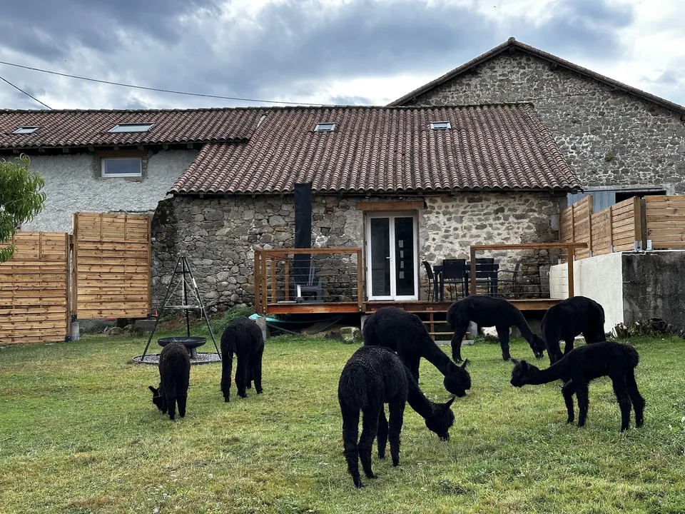Les alpagas noirs paissent devant les gîtes en pierre