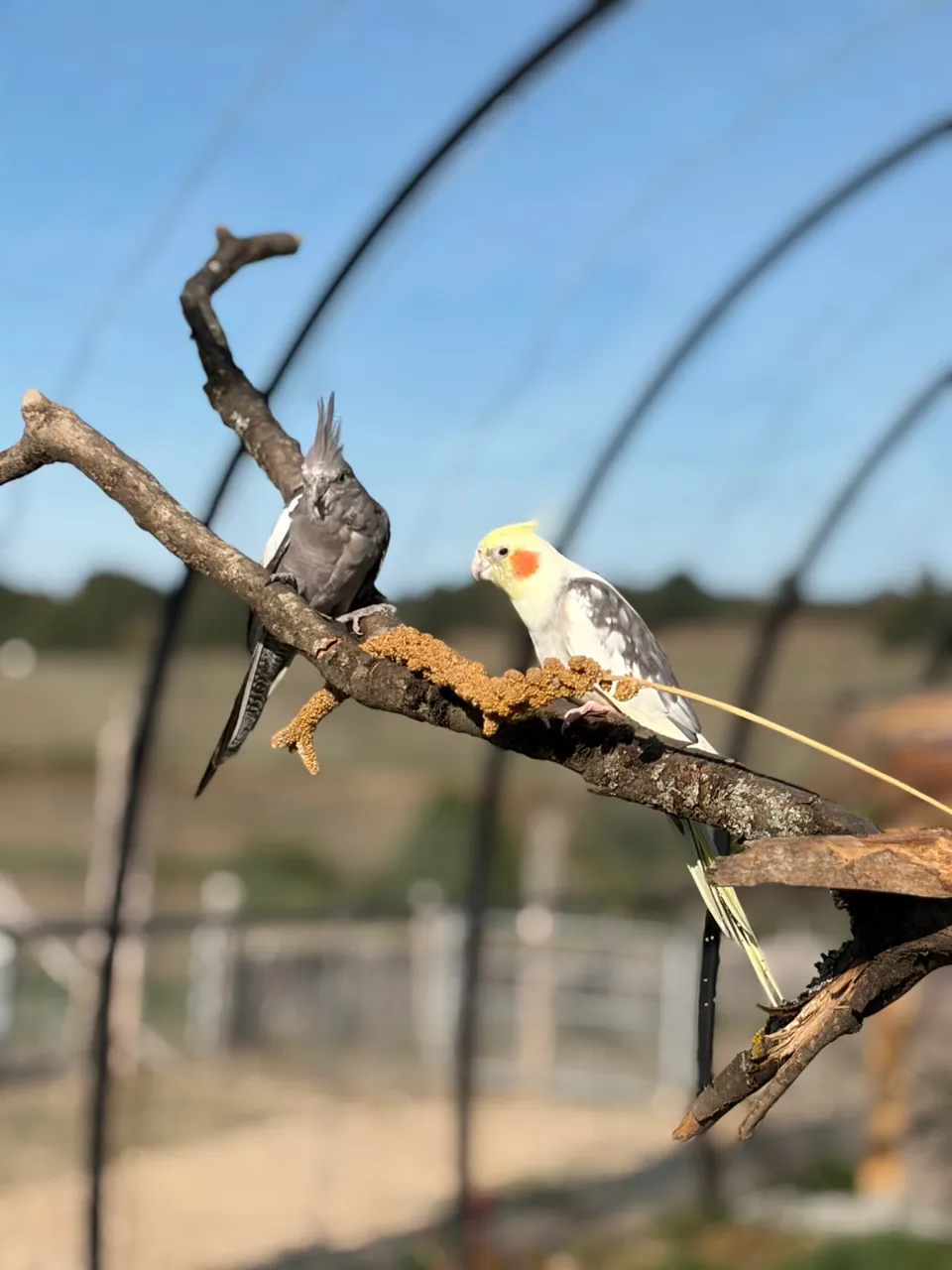 Deux calopsittes sur une branche, dans la volière immersive