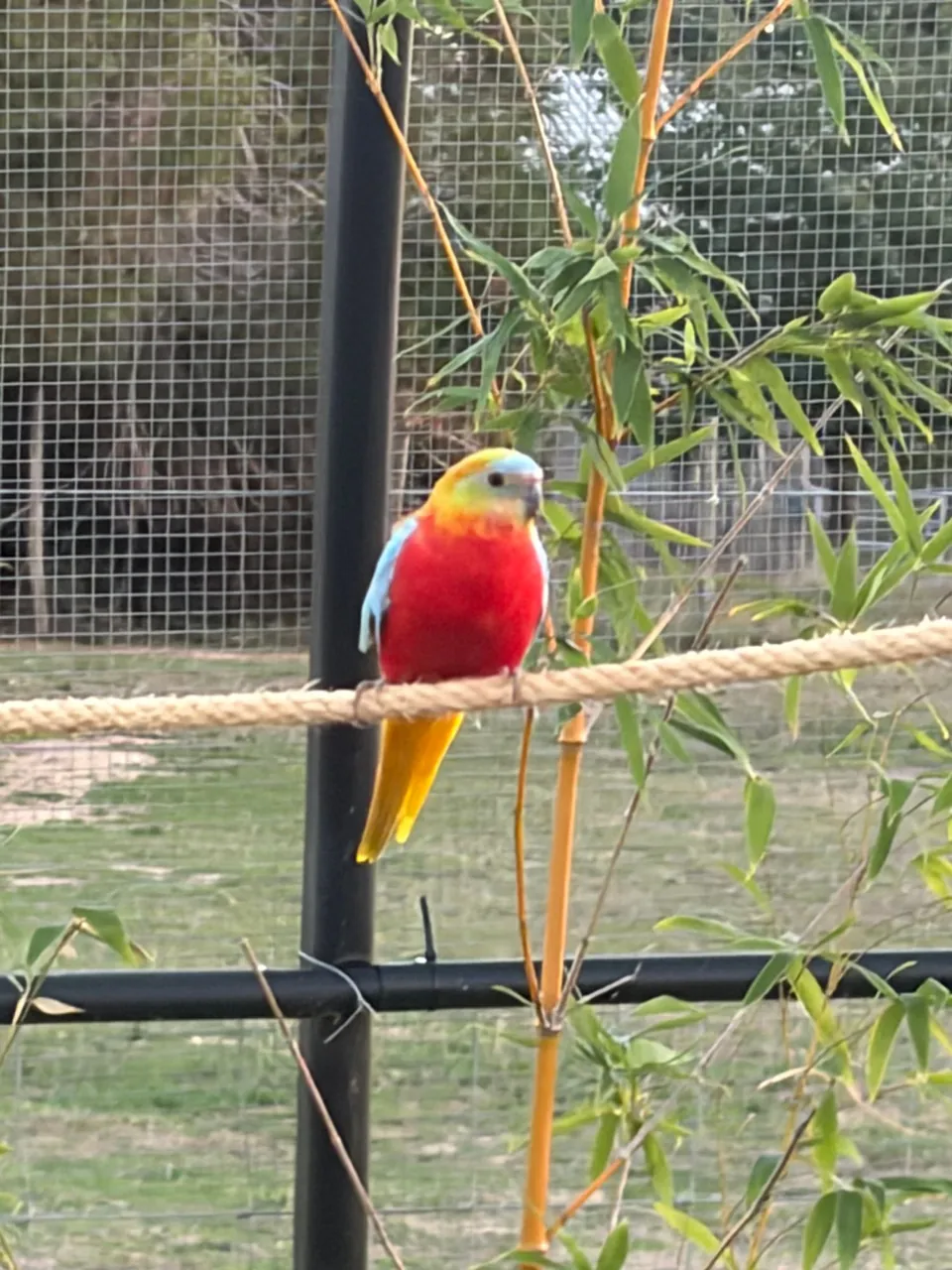 Une perruche aux couleurs vives posée sur une corde, dans la volière