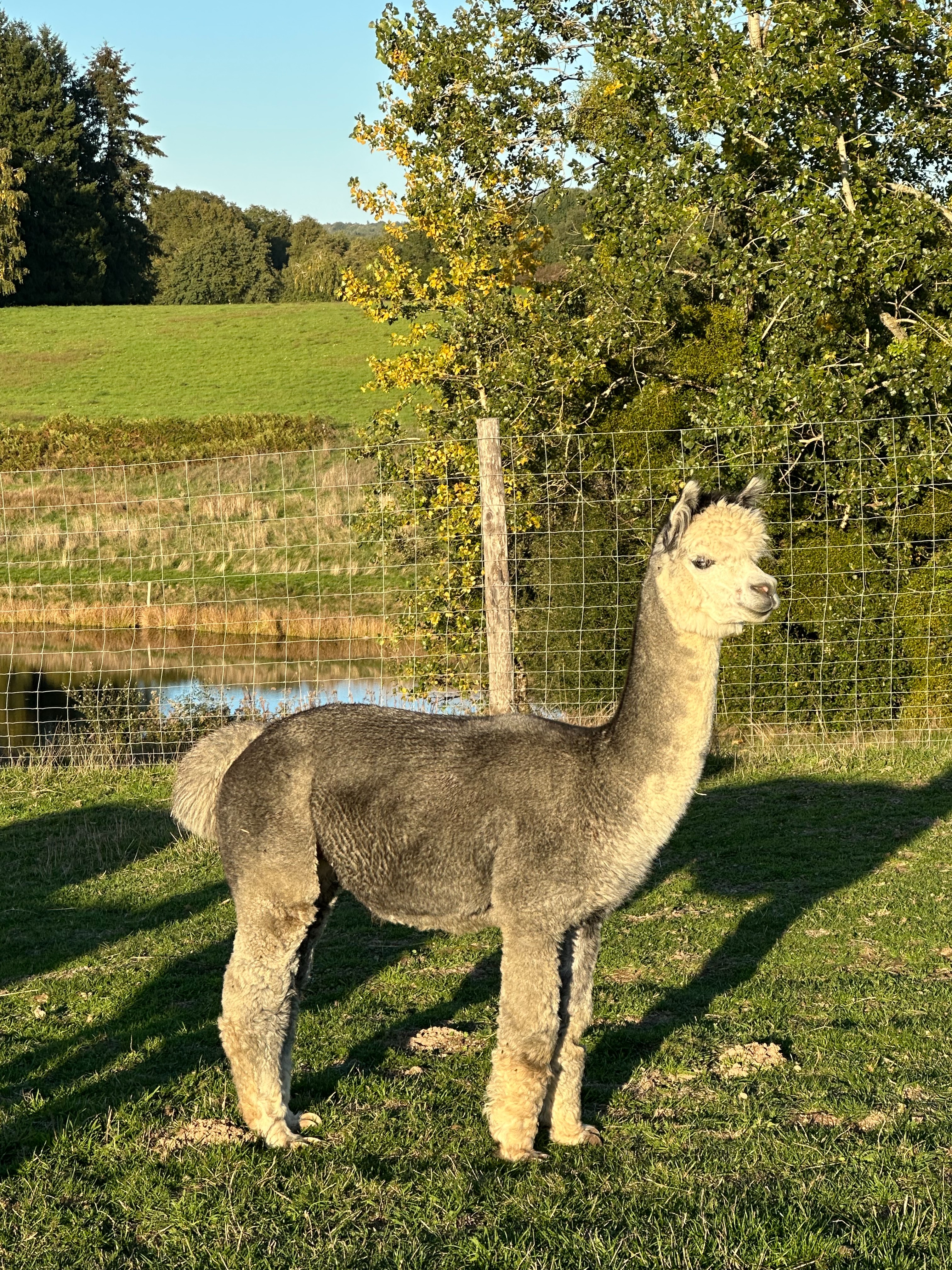 ZEUS d'Alpaganie